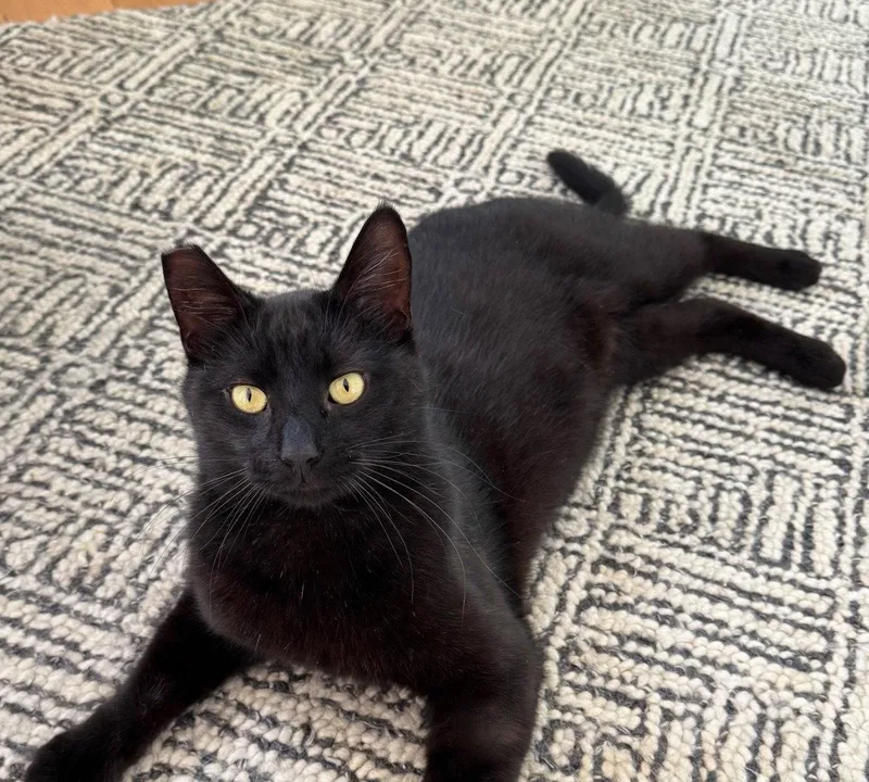 A young medium-sized male Black Domestic Short Hair cat named Giovanni for adoption in Oakland, CA
