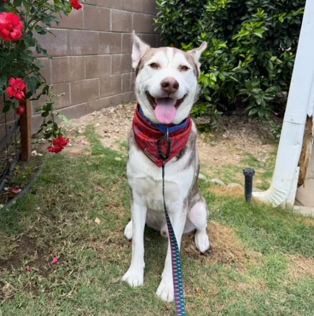 A young large-sized male Tricolor (Brown, Black, & White) Siberian Husky dog named Vince for adoption in Naperville, IL
