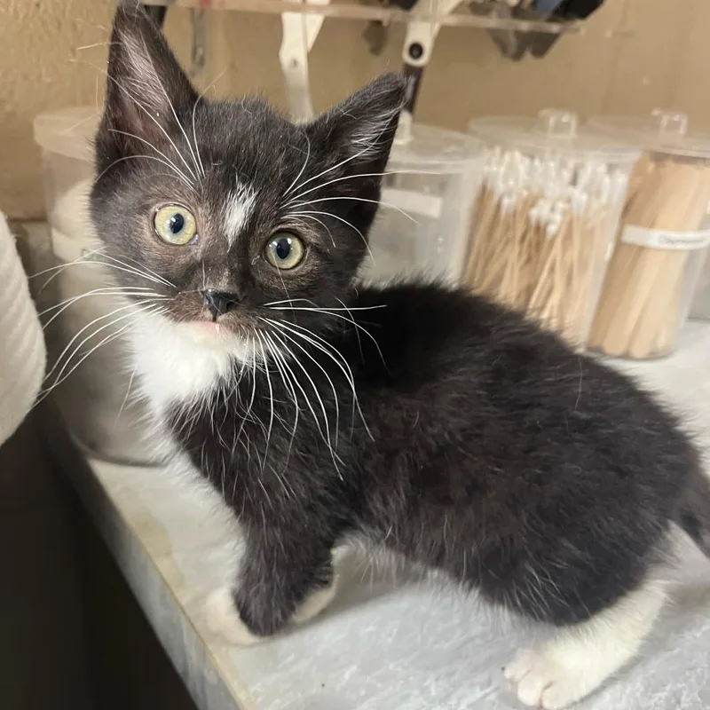 A baby small-sized male Black Domestic Short Hair cat named Pablo for adoption in Lewisburg, WV