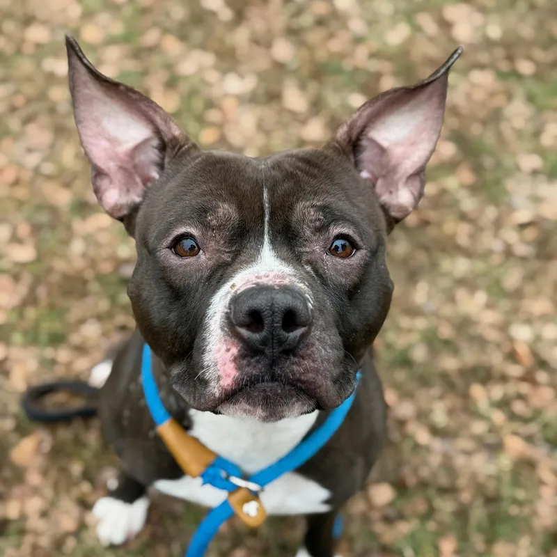 Charlie Brown thumbnail 2