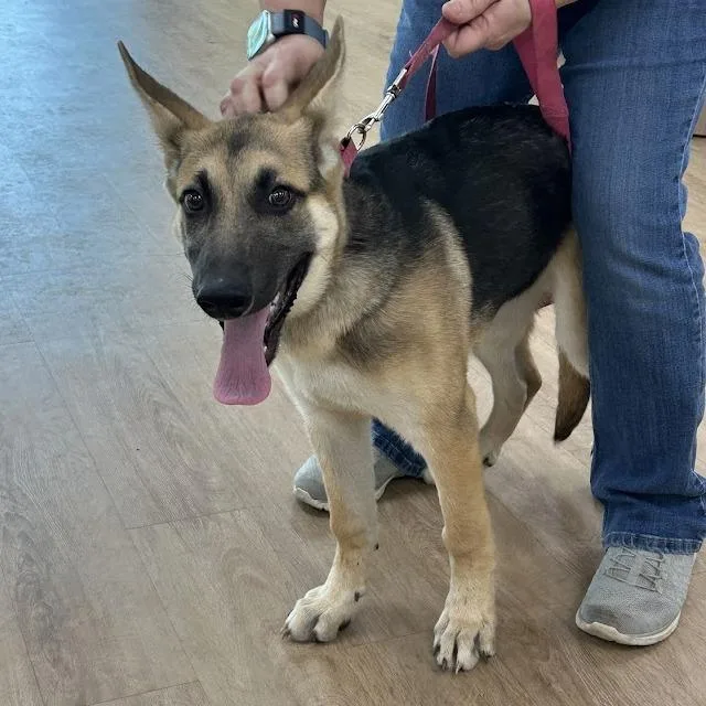 A baby small-sized female Brown / Chocolate German Shepherd Dog dog named Rainie for adoption in Lyndhurst, VA
