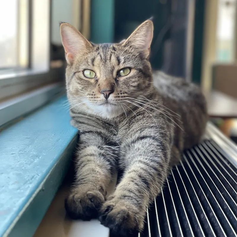 Rooster Roo Roo thumbnail 2