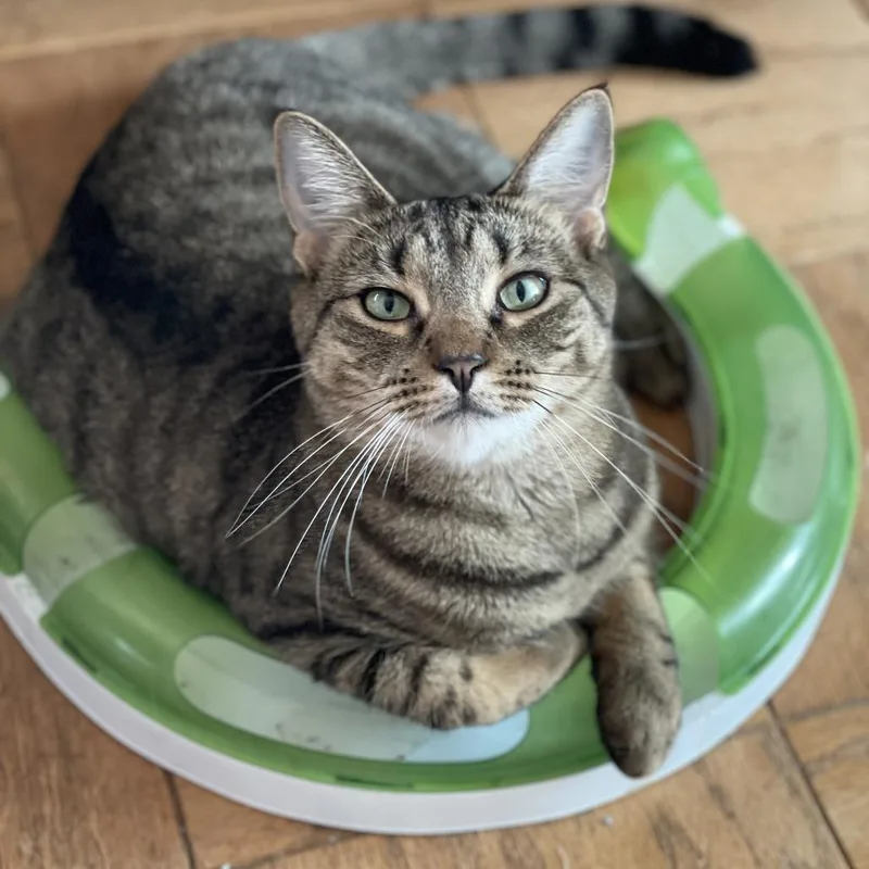 Rooster Roo Roo thumbnail 3