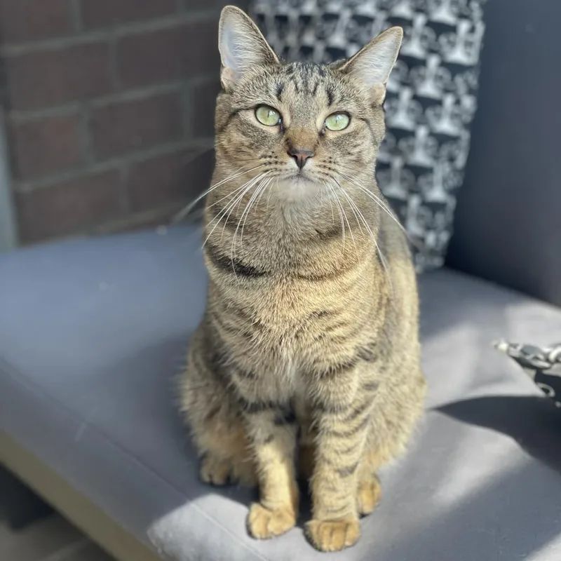 Rooster Roo Roo thumbnail 4