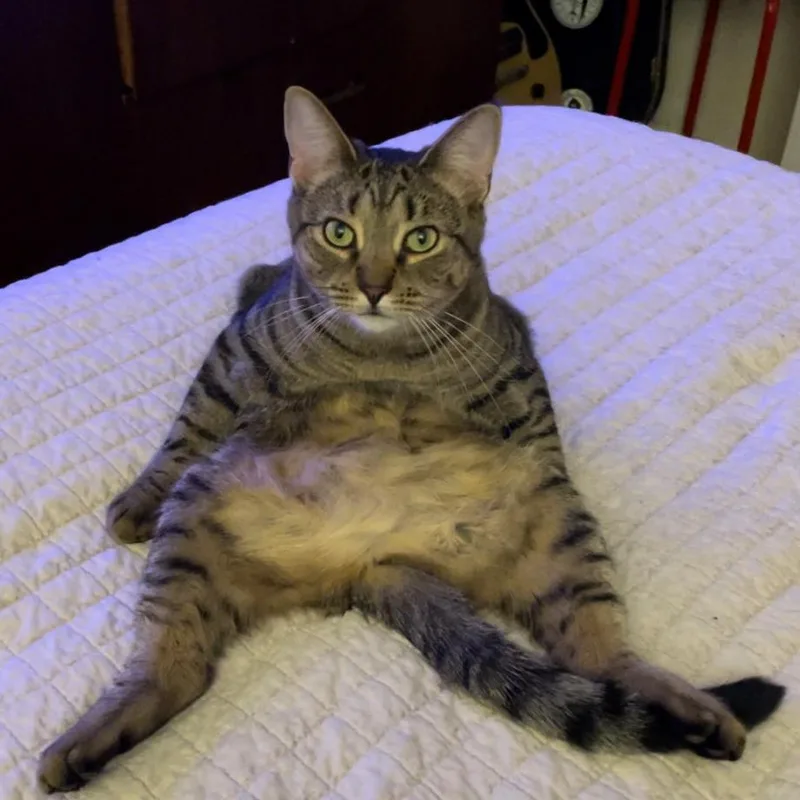 Rooster Roo Roo thumbnail 5