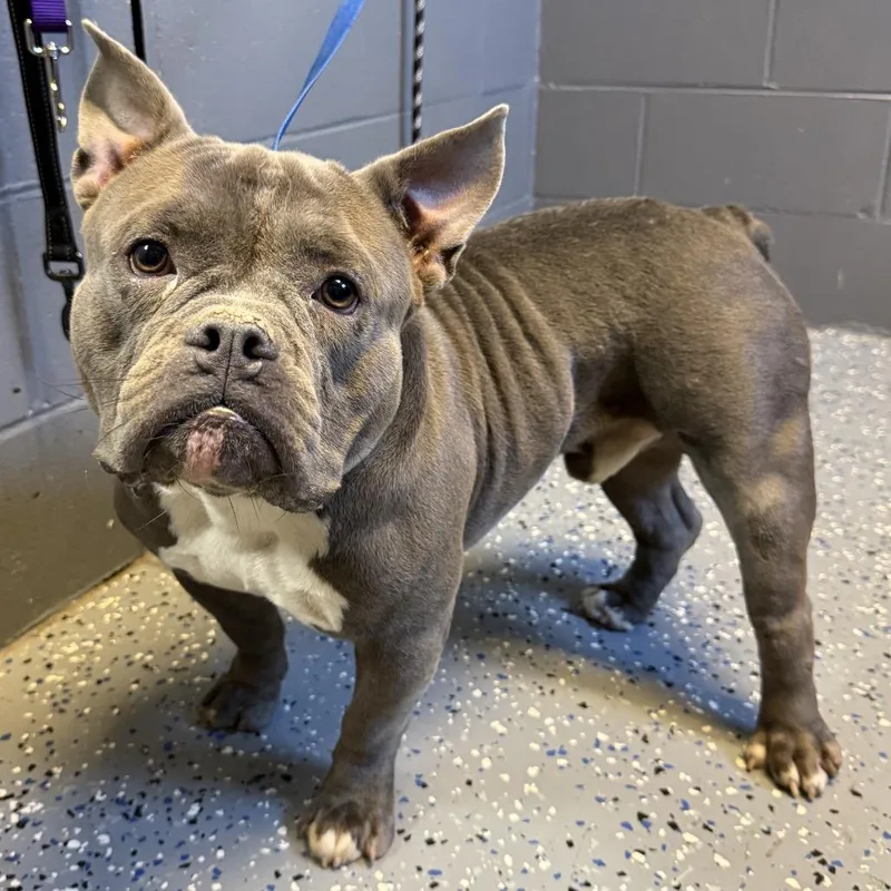 An adult medium-sized male Gray / Blue / Silver Pit Bull Terrier dog named TUSCStray for adoption in Tuscaloosa, AL