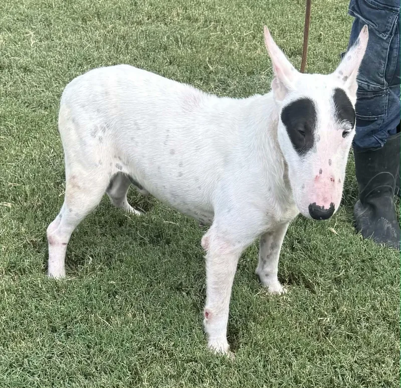 A young medium-sized male White / Cream Bull Terrier dog named Felix for adoption in Williston, VT