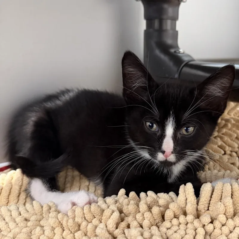 A baby small-sized male Black Domestic Short Hair cat named Lestat for adoption in New York, NY