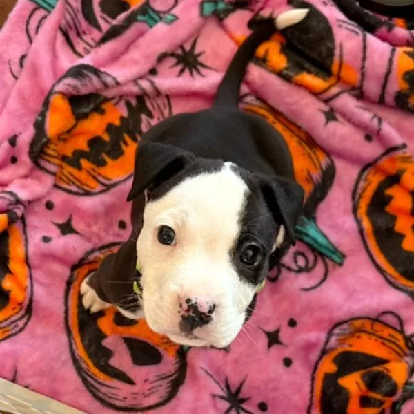 Pongo