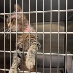 An adult medium-sized male Domestic Short Hair cat named Dobby for adoption in Winston-Salem, NC