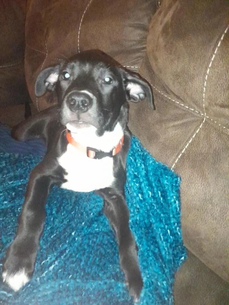 A baby medium-sized male Tricolor (Brown, Black, & White) Staffordshire Bull Terrier dog named Hoffa for adoption in Lincoln Park, MI