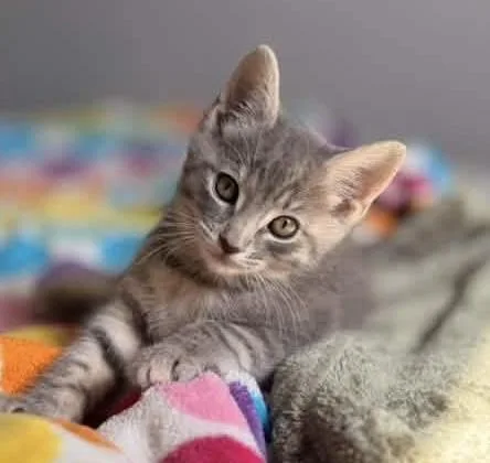 A baby medium-sized female Tabby (Gray / Blue / Silver) Domestic Short Hair cat named Penelope for adoption in Breinigsville, PA