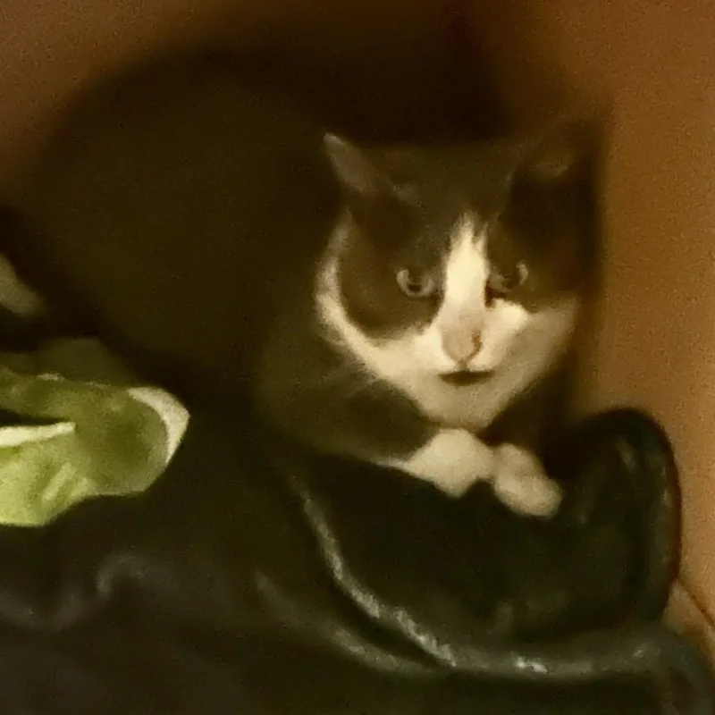 Miss Whiskers thumbnail 2