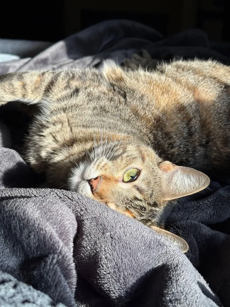 A young medium-sized female Torbie Domestic Short Hair cat named Millie RA for adoption in Schertz, TX