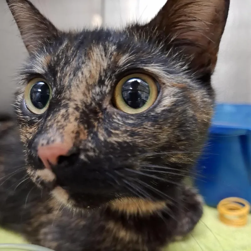 An adult medium-sized female Tortoiseshell Domestic Short Hair cat named Gabby for adoption in Baltimore, MD