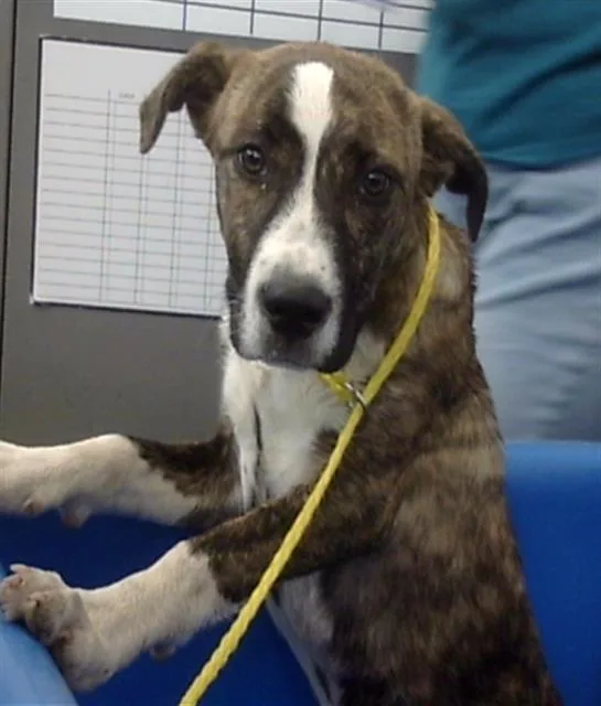 A baby large-sized female Mixed Breed dog named Daisy for adoption in Dallas, TX