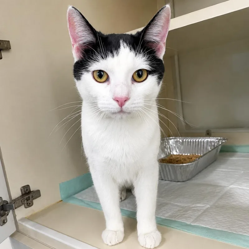 A young medium-sized male Black American Bobtail cat named Adrian for adoption in Tulsa, OK