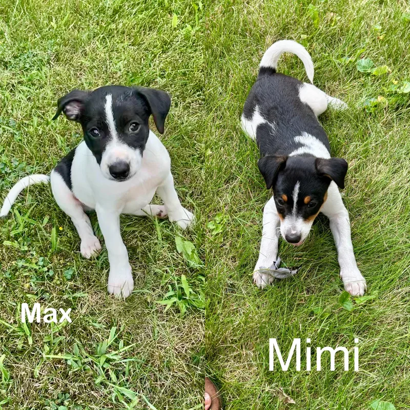 Max and MiMi