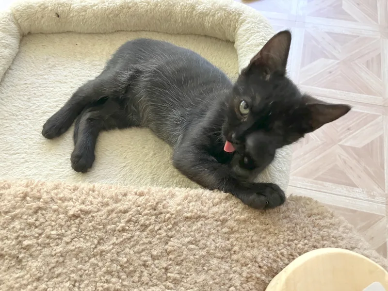 A baby medium-sized male Black Domestic Short Hair cat named Peter for adoption in Bordentown, NJ