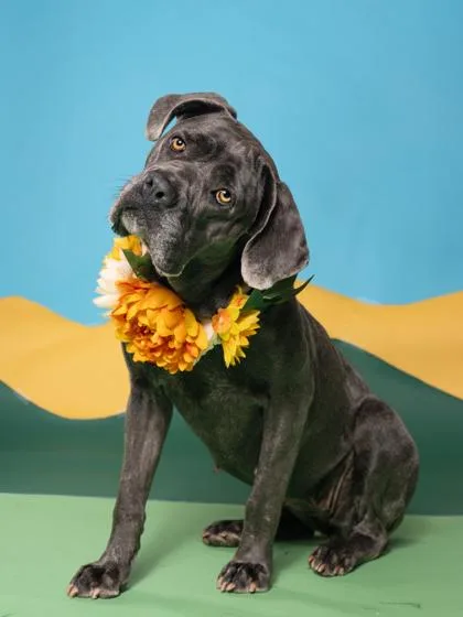An adult large-sized female Cane Corso dog named Lashley for adoption in Atlanta, GA