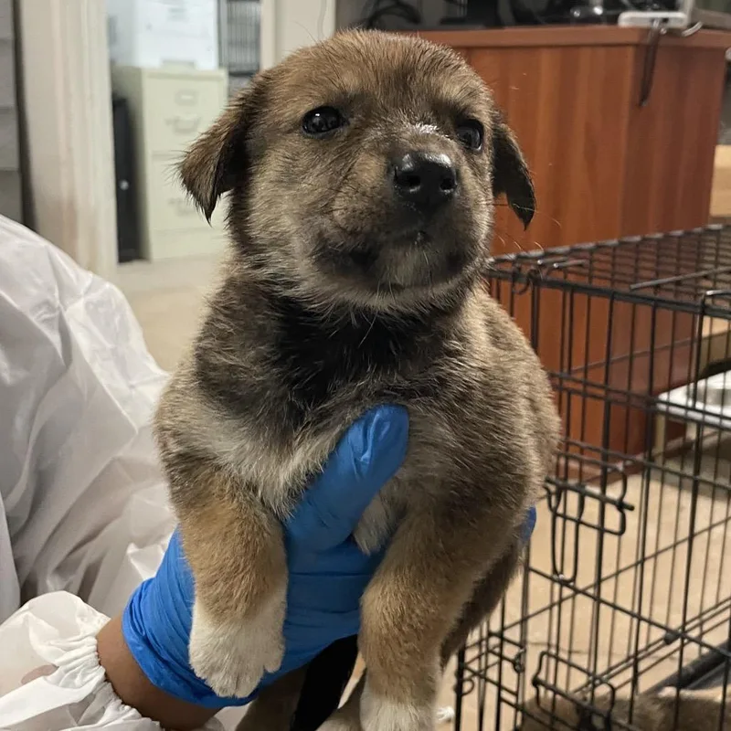 A baby small-sized female Brown / Chocolate Shepherd dog named Lucky Sue for adoption in Edinburg, TX