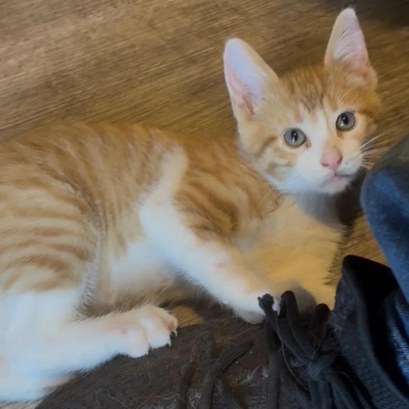 Fluffy ~ C thumbnail 2