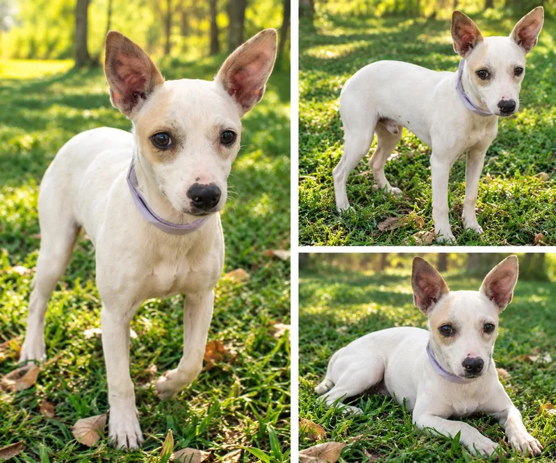 A young small-sized female Rat Terrier dog named Libby for adoption in Kiln, MS