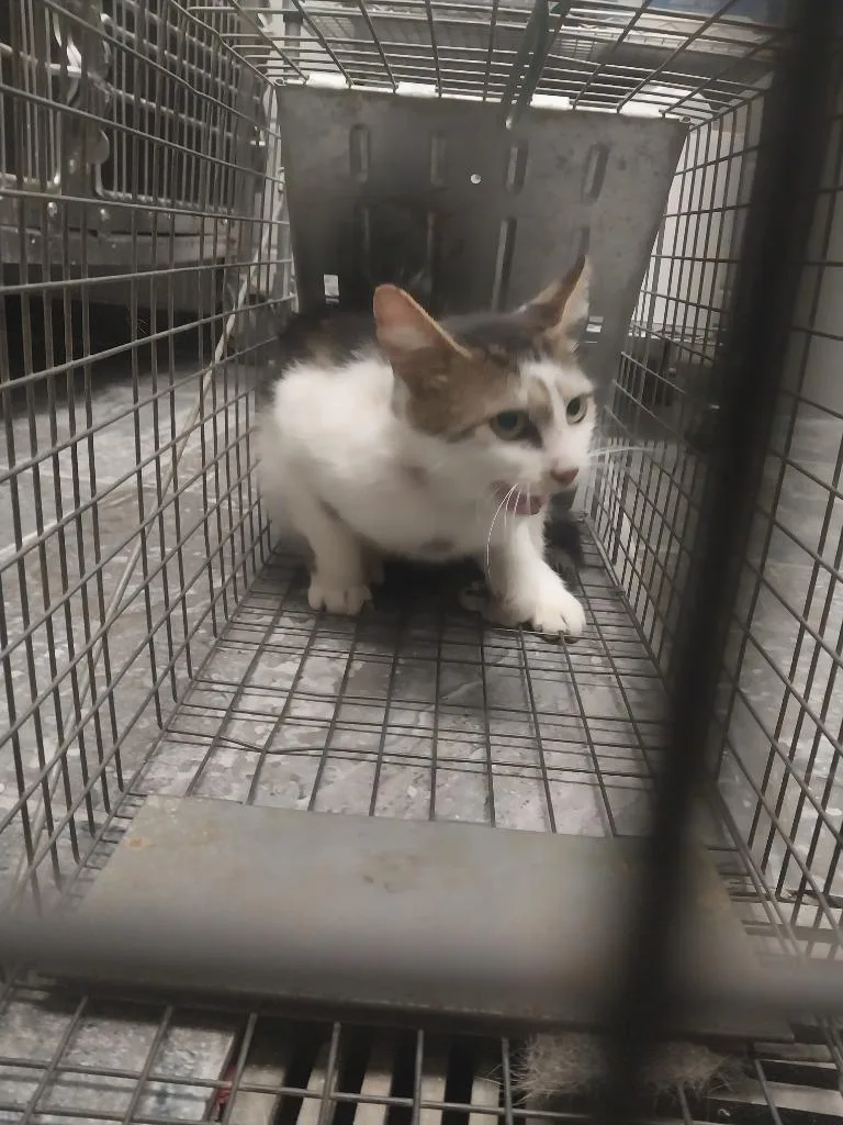 A young small-sized female Domestic Medium Hair cat named Jackie for adoption in Oxford, NC