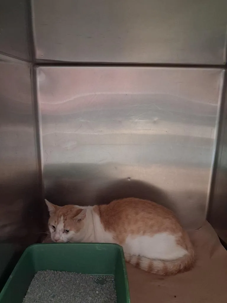 A young large-sized male Domestic Short Hair cat named Sabin for adoption in Cartersville , GA