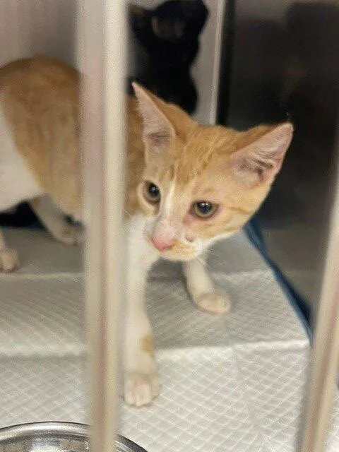 A baby small-sized male Domestic Short Hair cat named Rhette for adoption in Jackson, LA