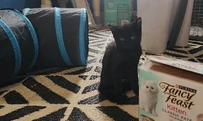 A baby medium-sized male Black Domestic Short Hair cat named Barry for adoption in Mokena, IL