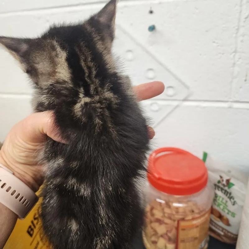 A baby small-sized male Black Domestic Short Hair cat named Hector for adoption in Evensville, TN