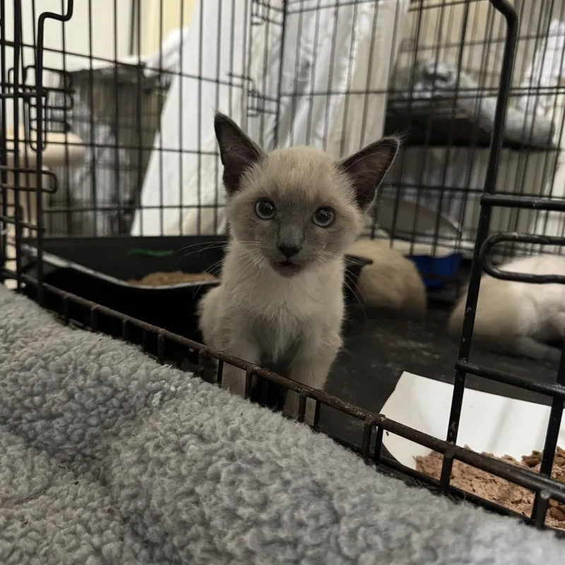 A baby small-sized female Brown / Chocolate Siamese cat named Pound Cake for adoption in Pacific Palisades, CA
