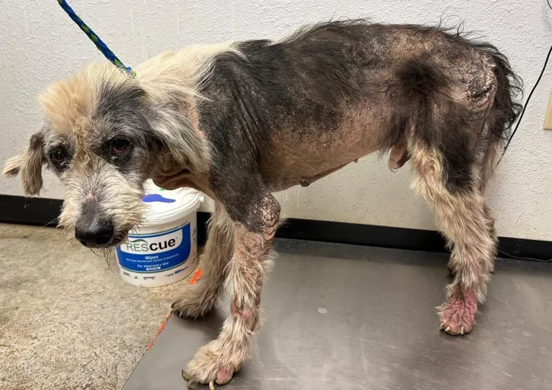 An adult large-sized male Old English Sheepdog dog named Pulgoso for adoption in Lockhart, TX