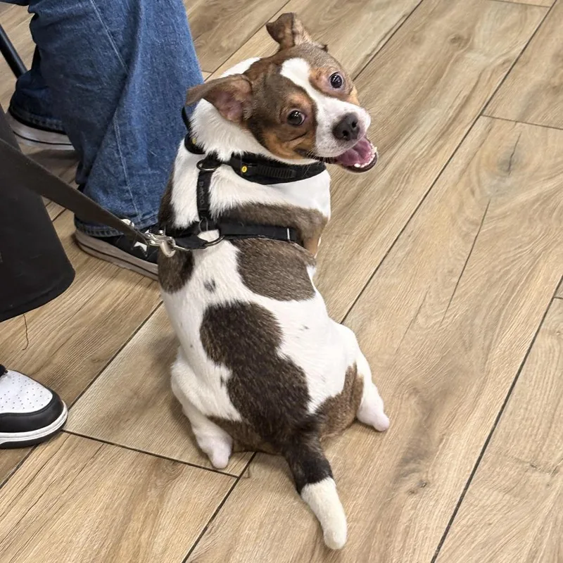 An adult small-sized male Boston Terrier dog named Lucas for adoption in Newark, NJ