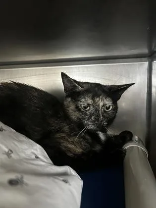 An adult small-sized female Domestic Short Hair cat named Tanzie for adoption in Madison, NJ