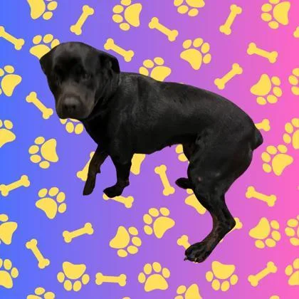 An adult medium-sized female Black Rottweiler dog named Stirner for adoption in Harlingen, TX