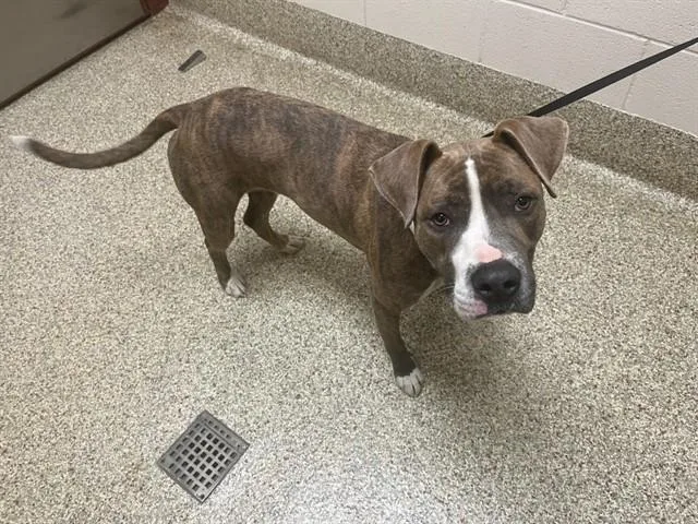 A young medium-sized male Pit Bull Terrier dog named Rufus for adoption in Colorado Springs, CO