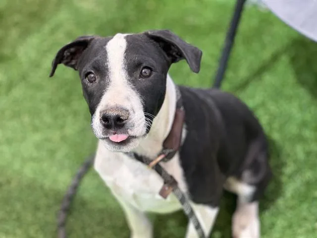 An adult large-sized male Pit Bull Terrier dog named Blaze for adoption in Mesa, AZ