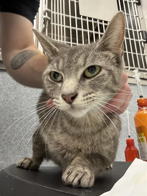 An adult medium-sized female Domestic Short Hair cat named Tawna for adoption in Indianapolis, IN