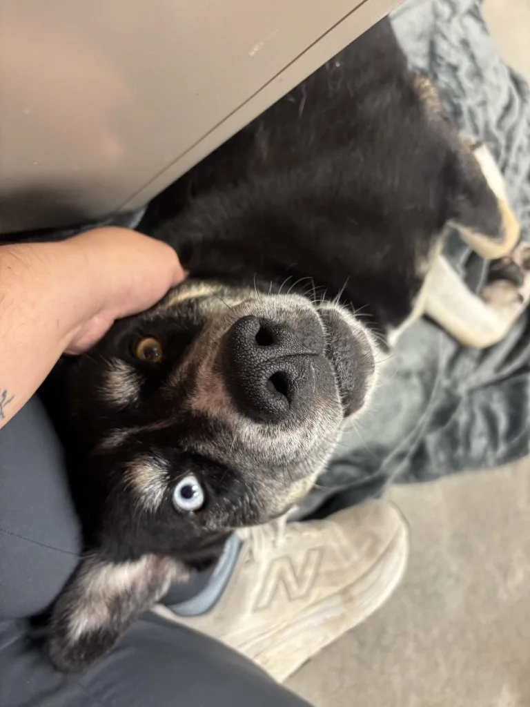 Lola Bear thumbnail 3