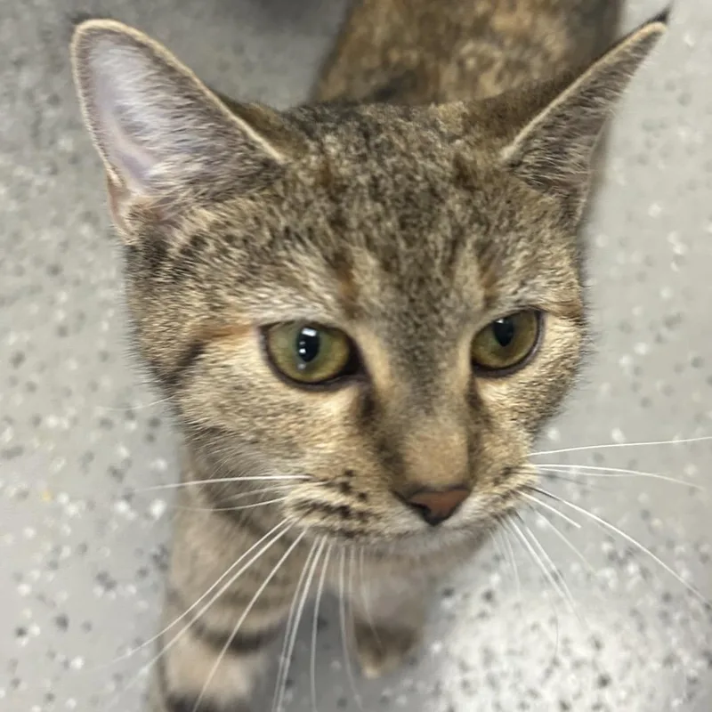 A young medium-sized female Torbie Domestic Short Hair cat named Squash for adoption in La Grange, KY