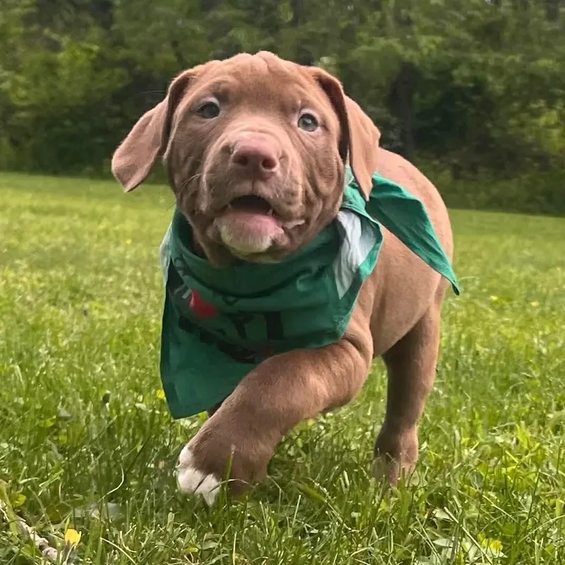 A baby medium-sized male Brown / Chocolate Bull Terrier dog named Doc for adoption in Greensburg, PA