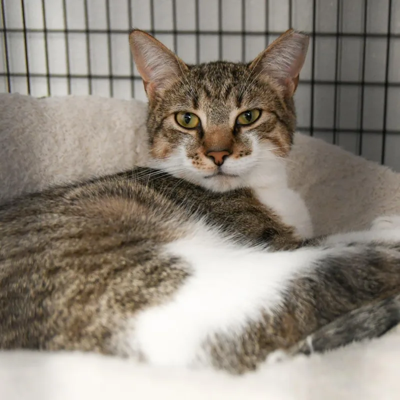 A young medium-sized female Domestic Short Hair cat named Ainsley for adoption in Ewing, NJ
