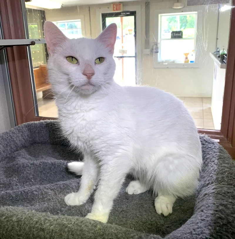 A young medium-sized female White Domestic Short Hair cat named Elsa for adoption in Massena, NY
