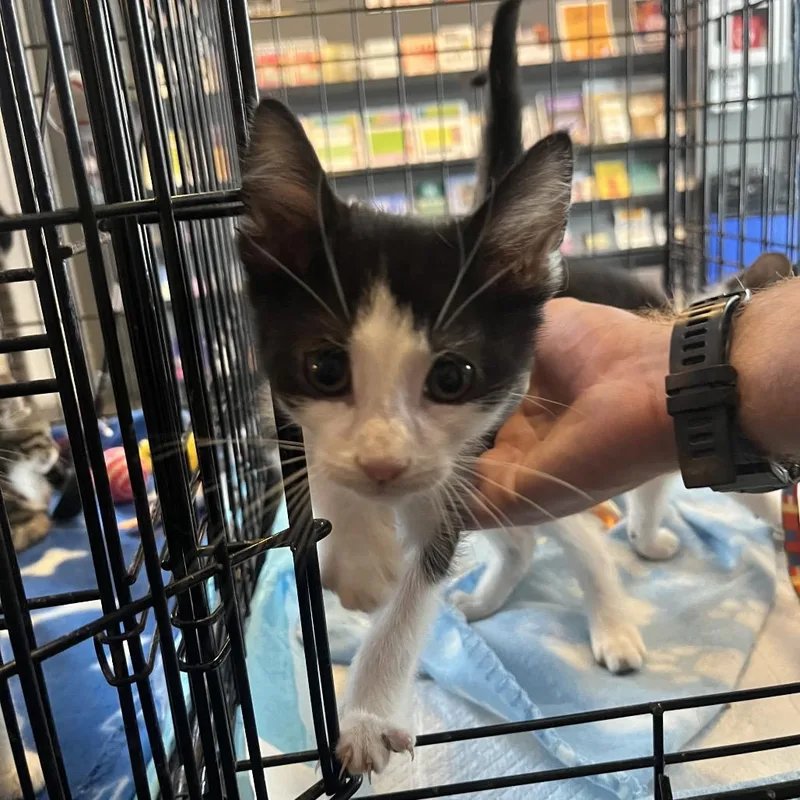 A baby small-sized male Black Domestic Short Hair cat named Paul for adoption in Pasadena , MD