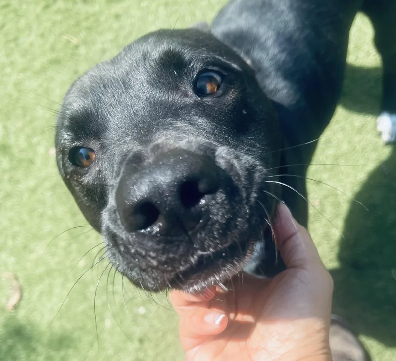 Jojo! The Gentleman You thumbnail 2