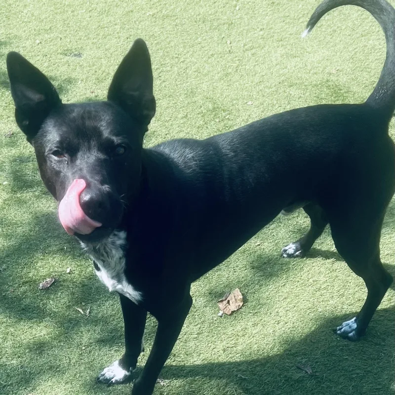 Jojo! The Gentleman You thumbnail 3