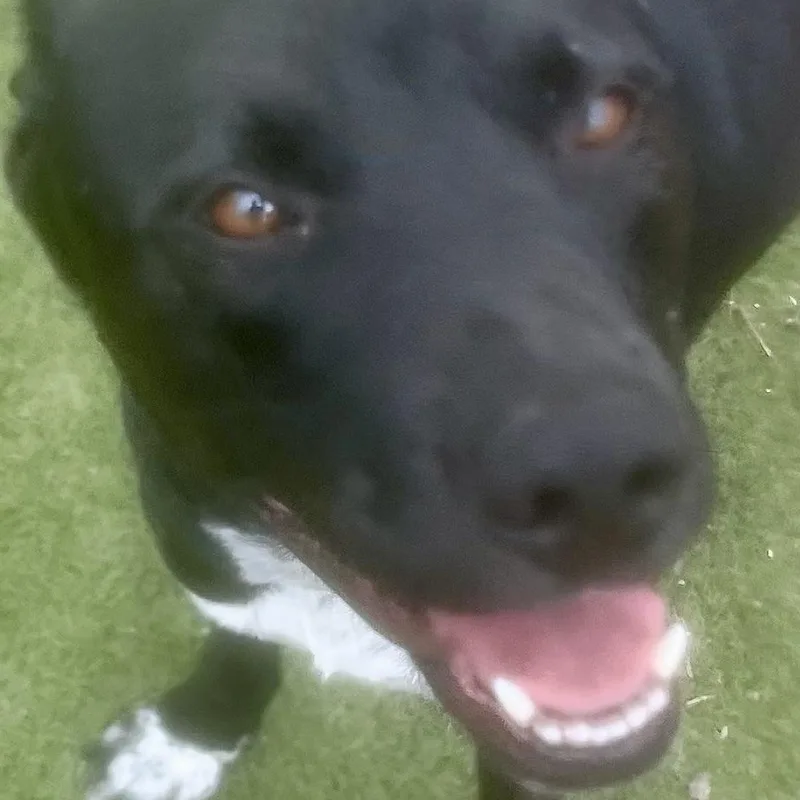 A young medium-sized male Black Mixed Breed dog named Jojo! The Gentleman You for adoption in Houston, TX