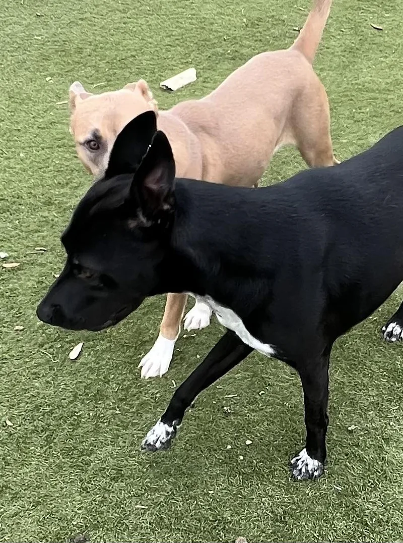 Jojo! The Gentleman You thumbnail 4